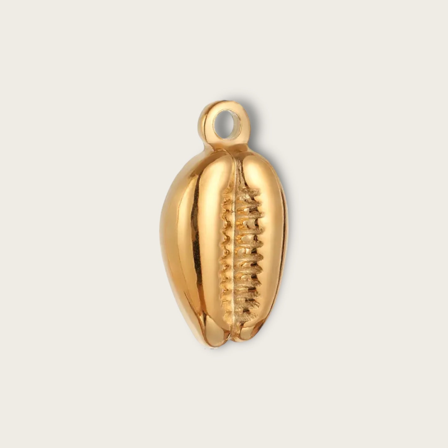 Cowrie Shell